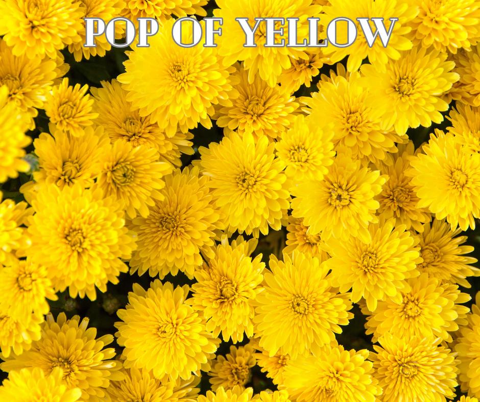 Pop Of Yellow